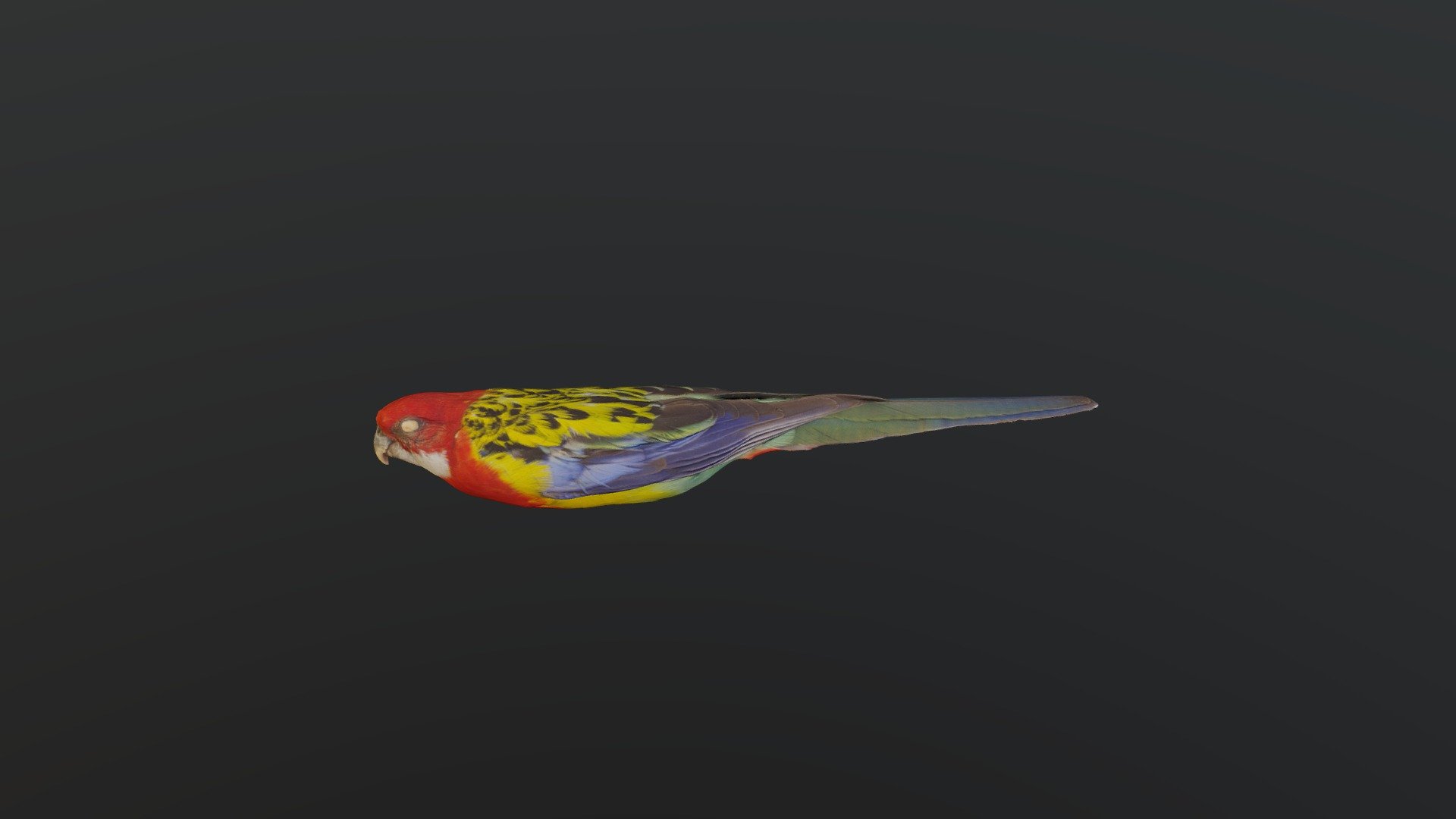 Eastern Rosella - Platycercus eximius
