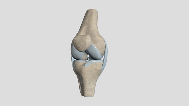 Knee Joint Anatomy 3D Model