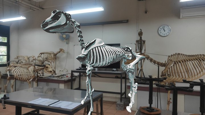 Osteologi Kuda 3D Model