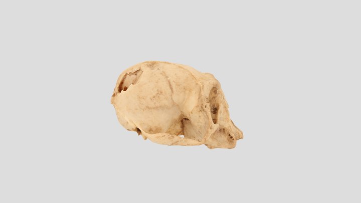 Western Red Colobus 26-1 Demo 3D Model
