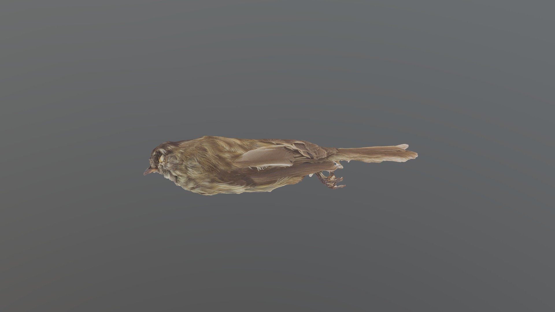 Agile Tit-tyrant - Uromyias agilis
