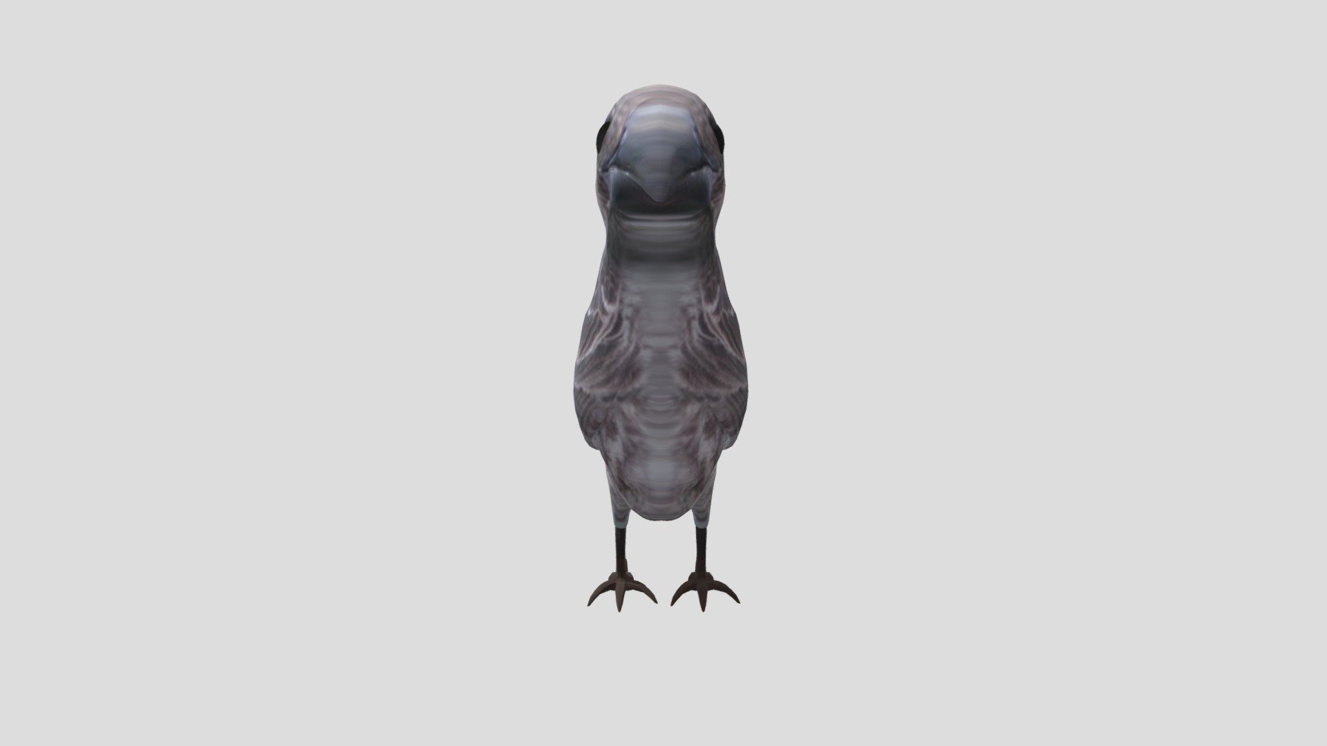 Pajaro2