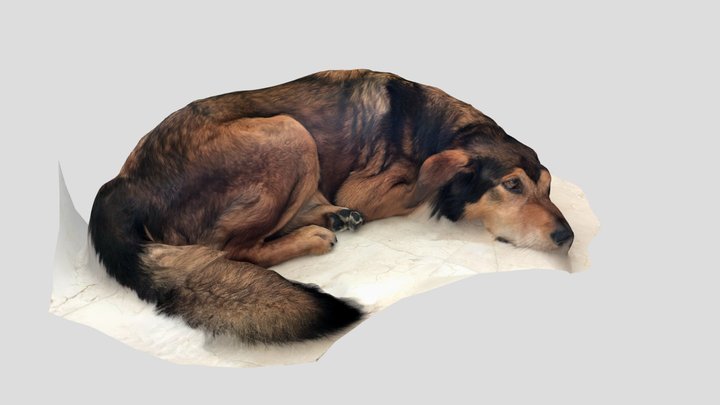 brown dog sleeping lying down 3D Model
