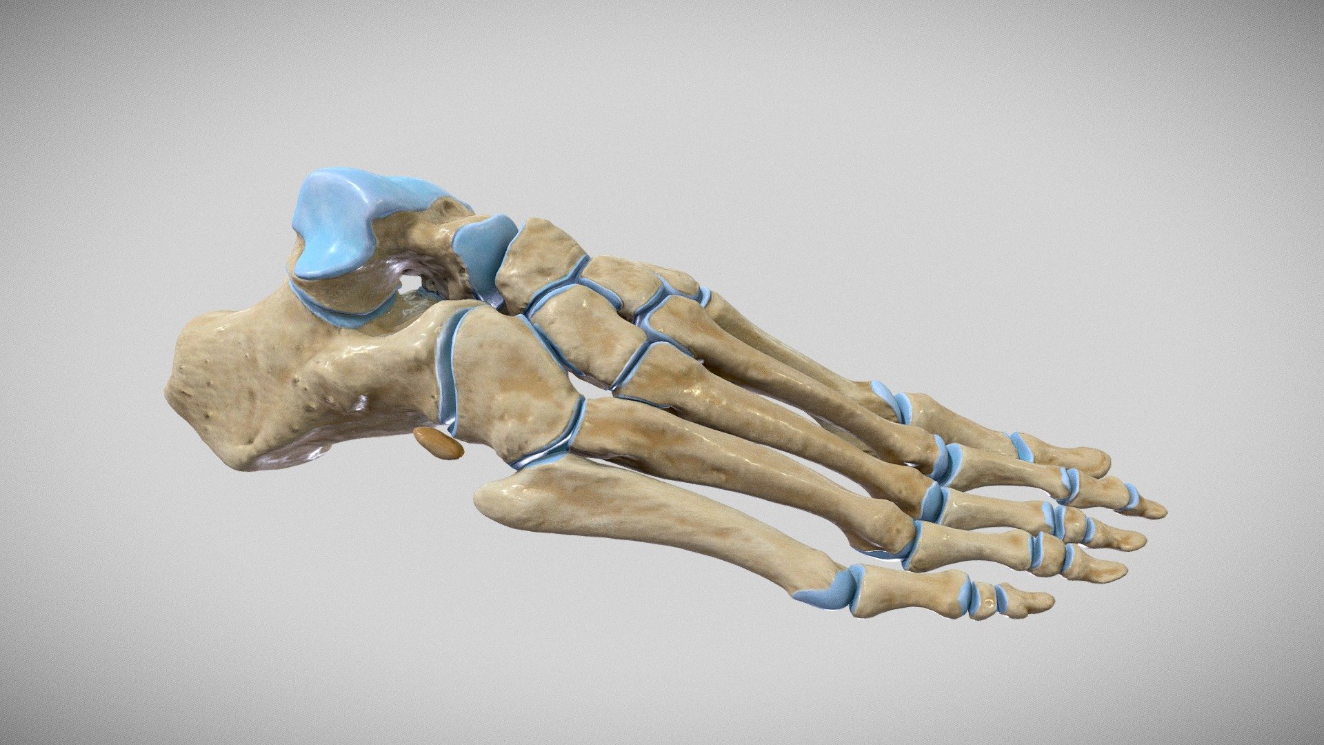 Foot bones - 3D model by pizawl [f3d70fa] - Sketchfab