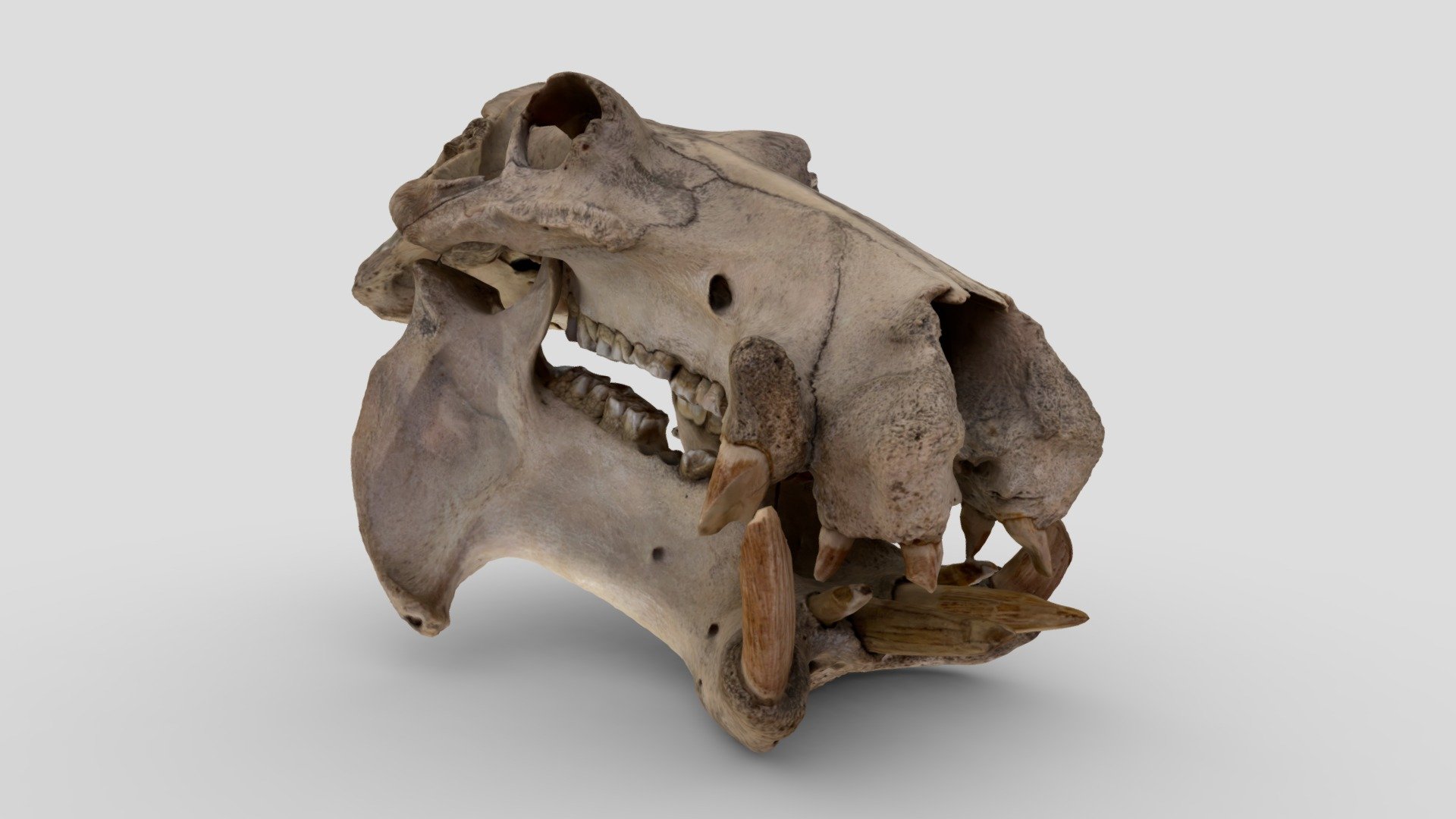 Hippopotamus Skull - Download Free 3D model by monoganog [f3d9668 ...