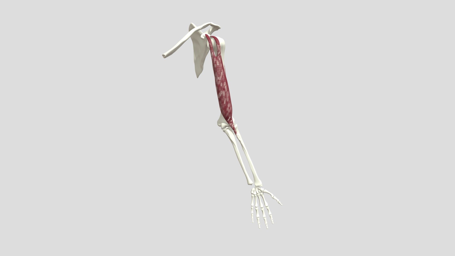 biceps-and-triceps-brachii-3d-model-by-adm5335-f3d982e-sketchfab