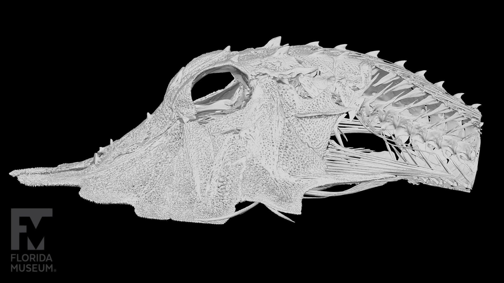 Jaggedhead Gurnard CT Scan, Peristediidae - 3D model by FloridaMuseum ...