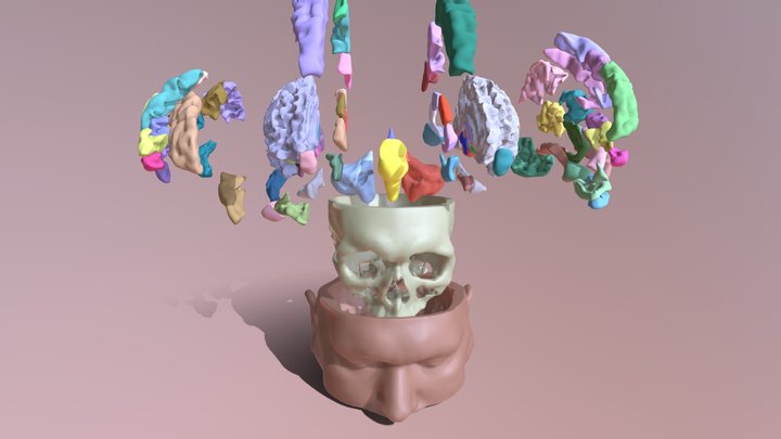 Ethan's Brain 3D Model
