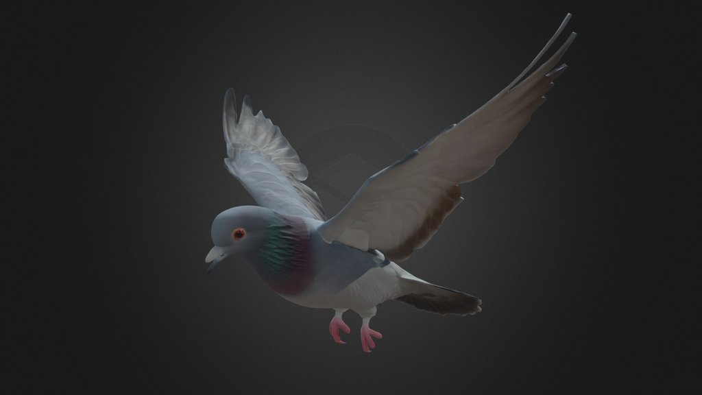 Flying Pigeon Bird Model