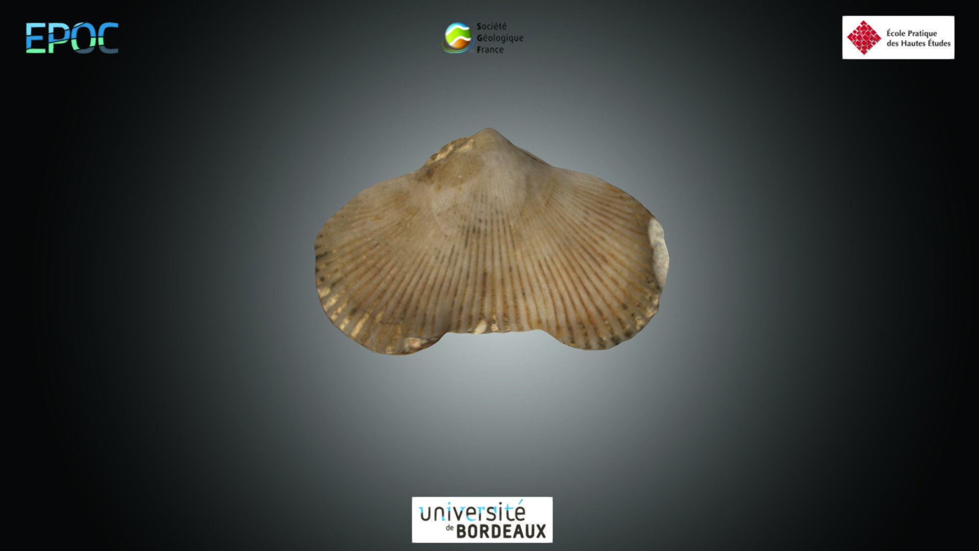 Brachiopode - Rhynchonella sp.