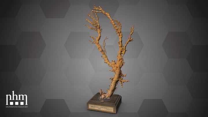 Fan coral (NHMW-ZOO-EV-0008034) – Gratis 3D-model STL