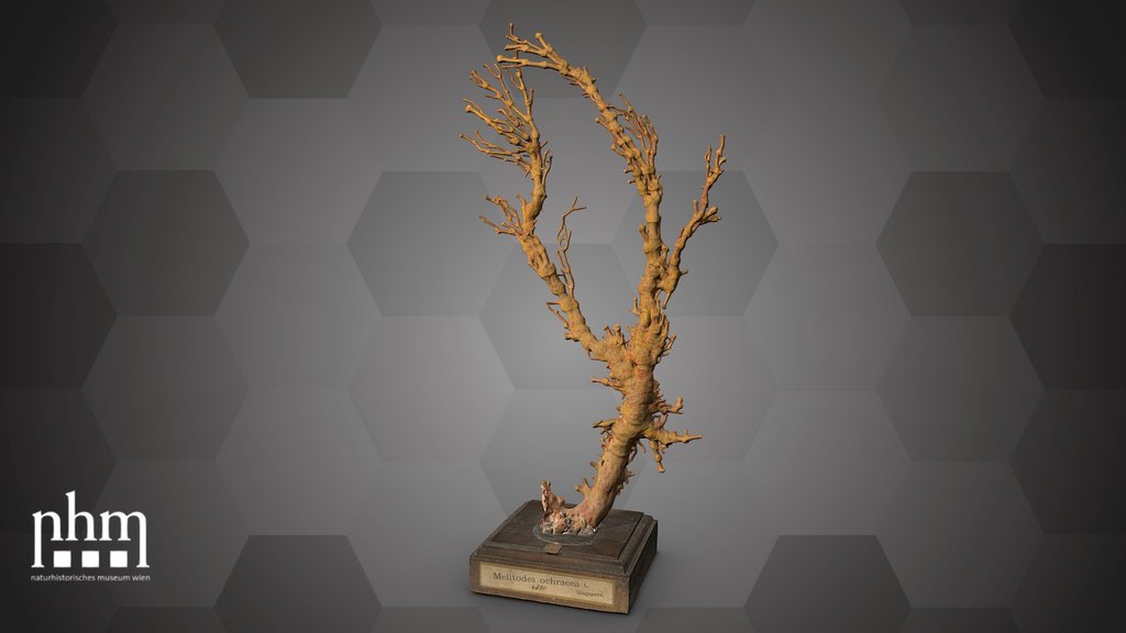 Fan coral (NHMW-ZOO-EV-0008034)