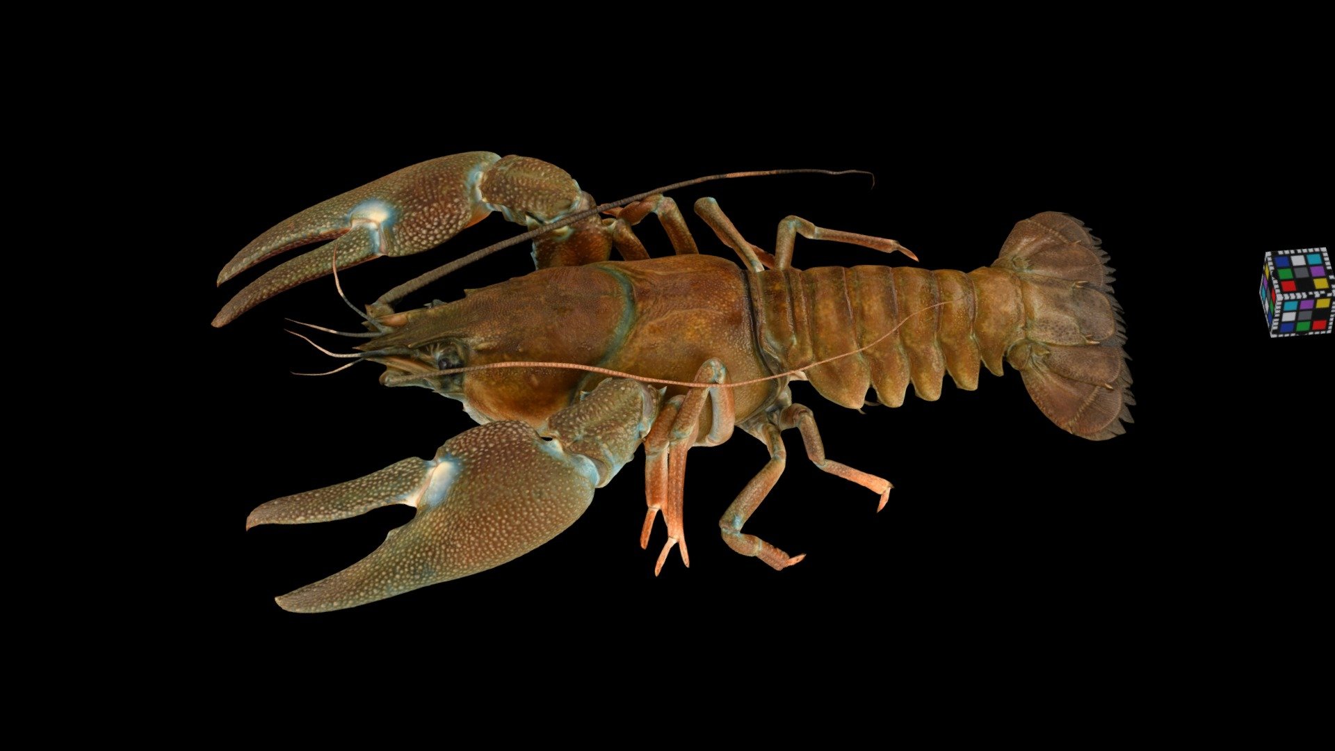 ウチダザリガニ ♂M Signal Crayfish, P. l. trowbridgii