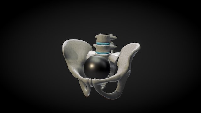 Hip Bones Old Model2 3D Model