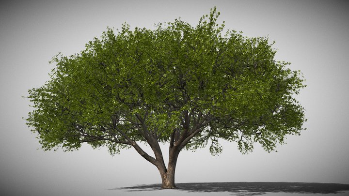 Vegitation Live Oak Tree A 3D Model