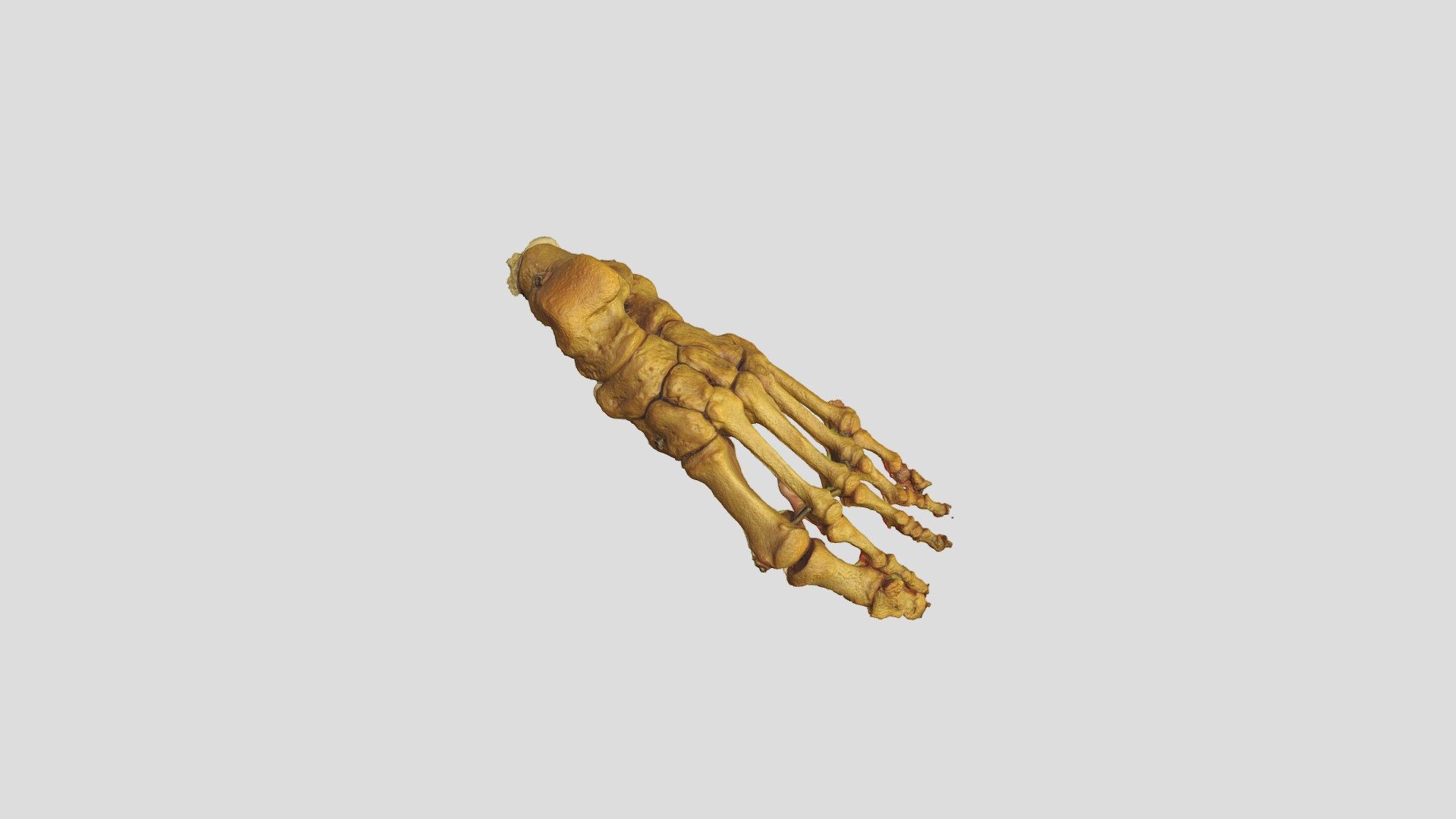 Ossa pedis sinistri - 3D model by kucharm [f3ef98b] - Sketchfab
