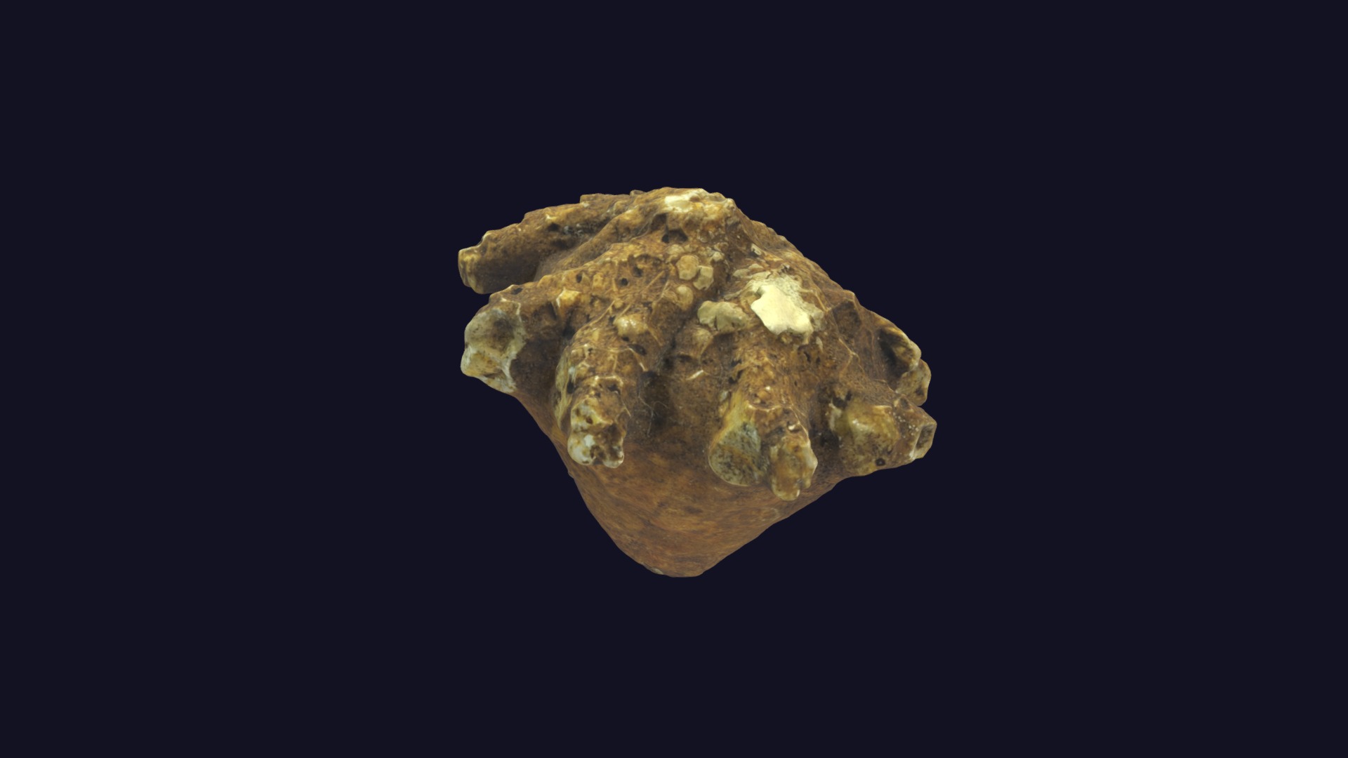 3D model Cactocrinus glans - This is a 3D model of the Cactocrinus glans. The 3D model is about a rock with a dark background.