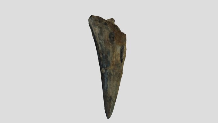 Ziphodont Crocodilian tooth