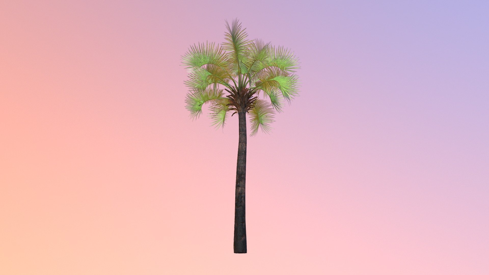 Sabal palm (Sabal palmetto) DRAFT