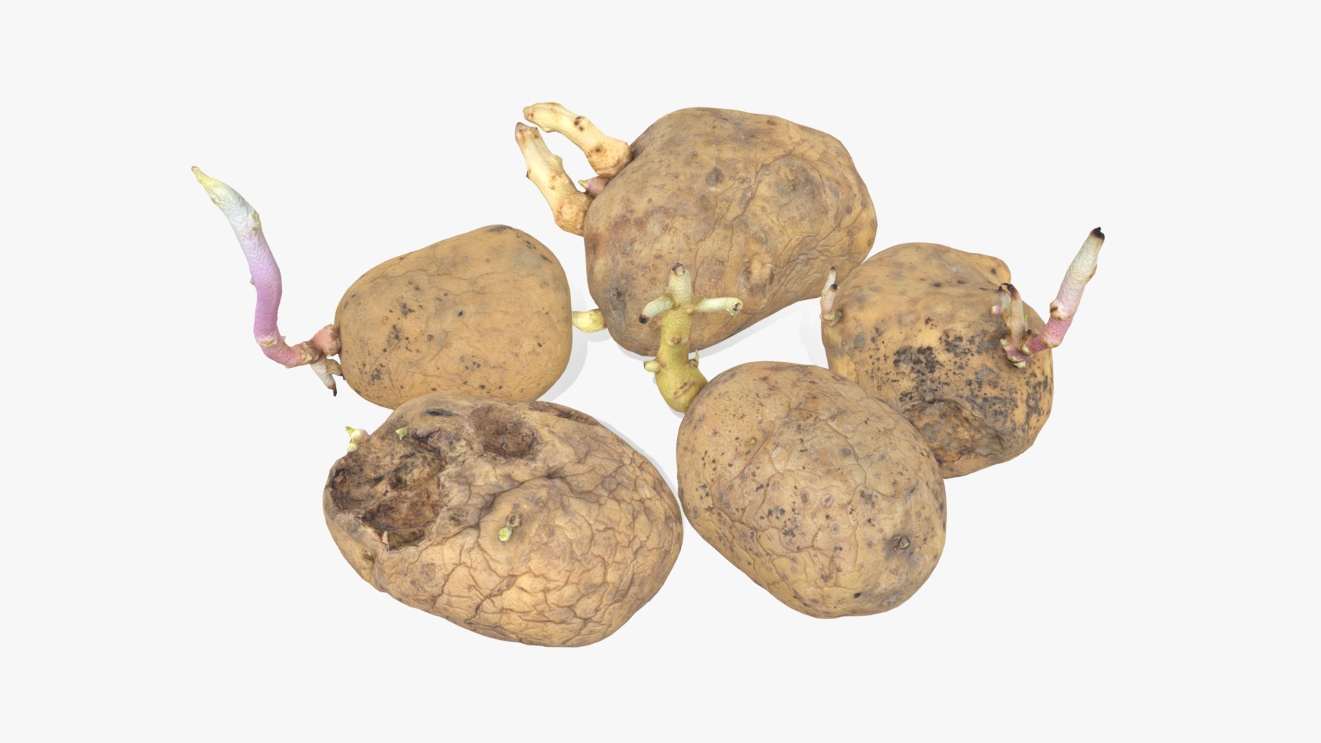 3D model Old Potatoes with Sprouts - This is a 3D model of the Old Potatoes with Sprouts. The 3D model is about a group of potatoes.