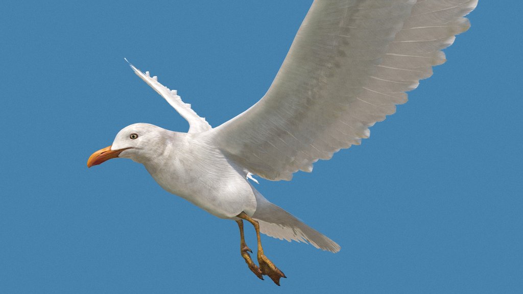 seagull v1