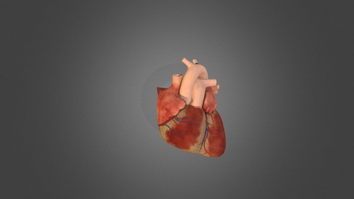 Heart Animation 3D Model
