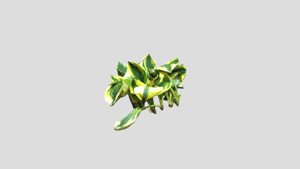 Hosta with mask Kiri