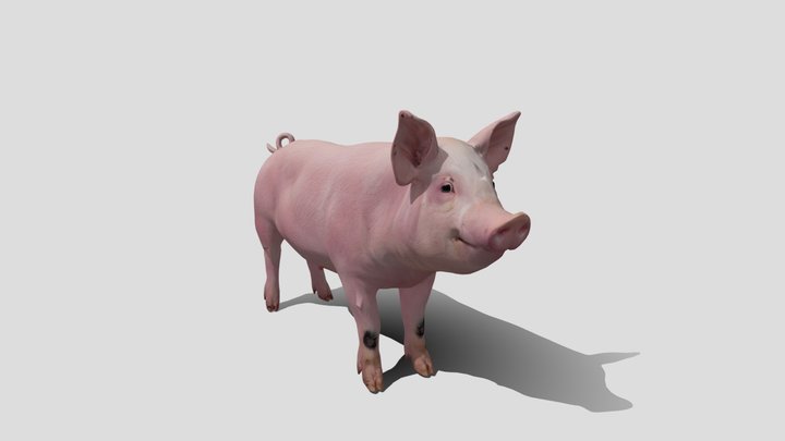 Curious Pink Pig animal 3d model free