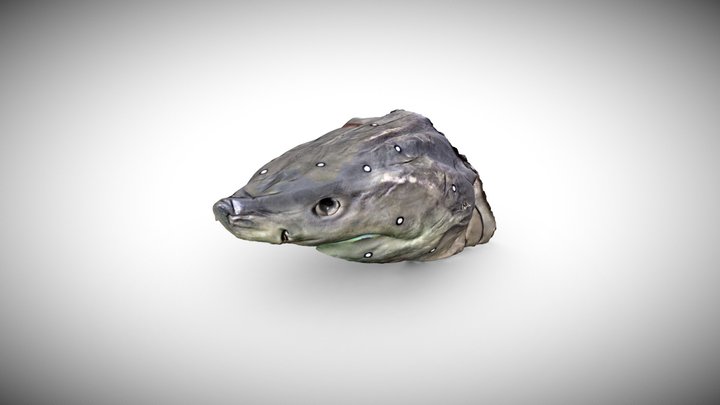 White Shark Specimen 2 3D Model