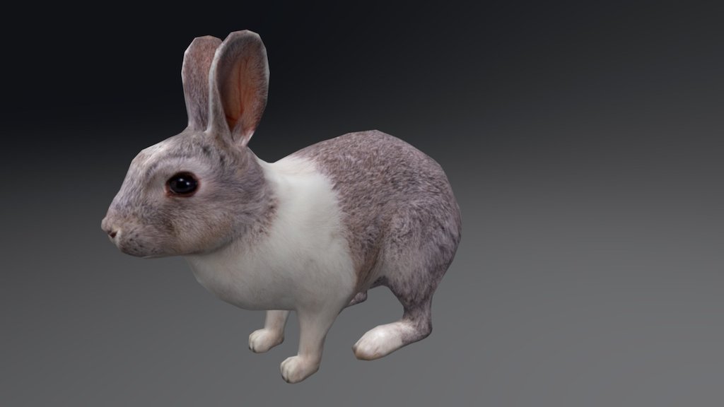 Rabbit 2 - 3D model by RedDeer (@billl90) [f403fd2] - Sketchfab