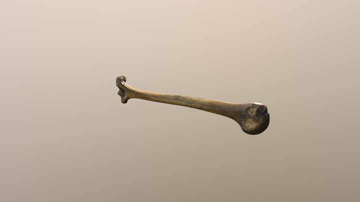 Bone 3D Model