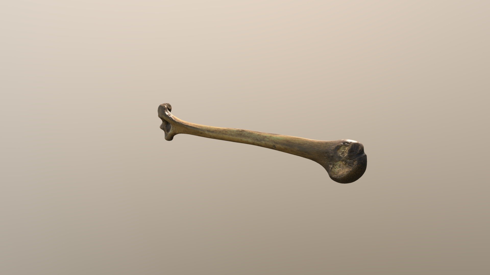 Bone - 3D model by 3D_Creative [f4040c6] - Sketchfab