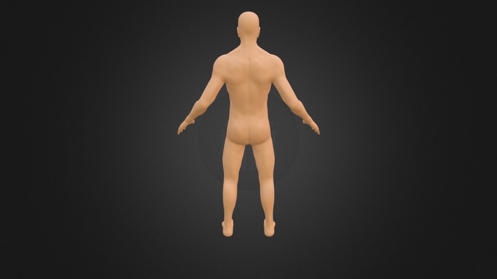 Human - 3D model by eternal80 [f4076f8] - Sketchfab