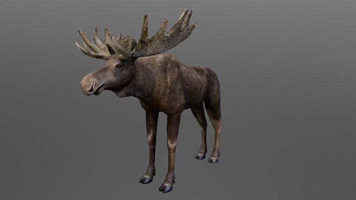Moose Big Male 3D Model