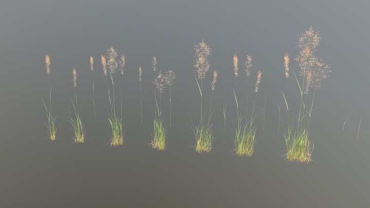 Bent Grass 3D Model