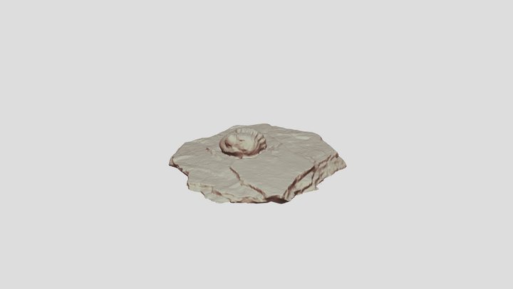 Trilobite On Rock 3D Model