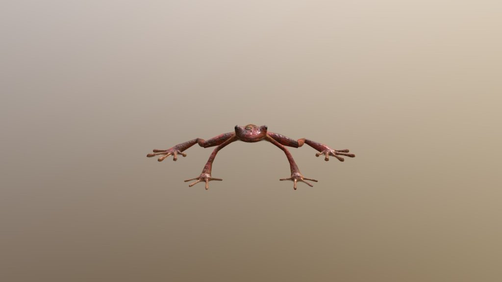331 Frog - 3D model by hitoshi94 [f40f2a0] - Sketchfab