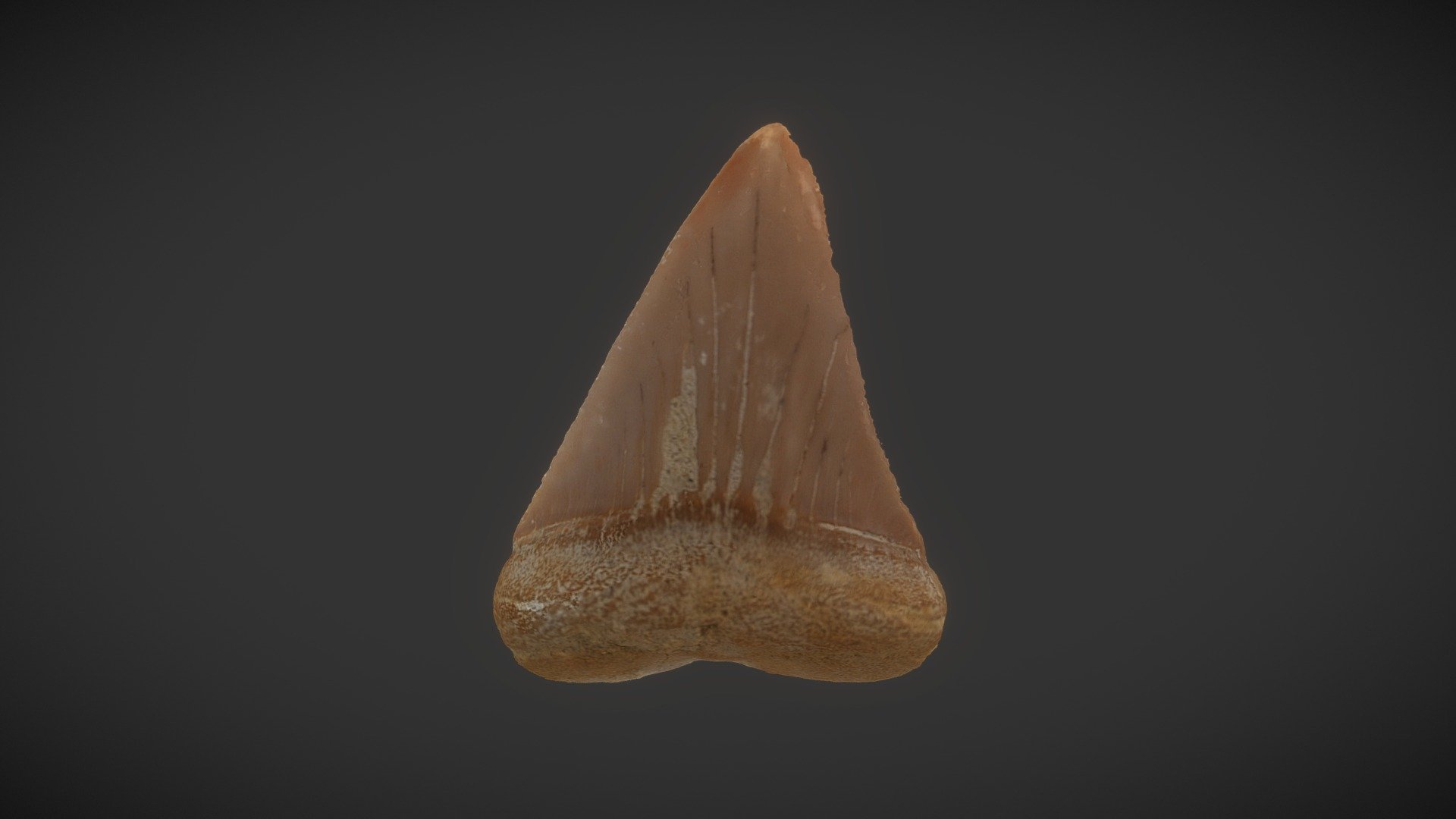 Megalodon Tooth