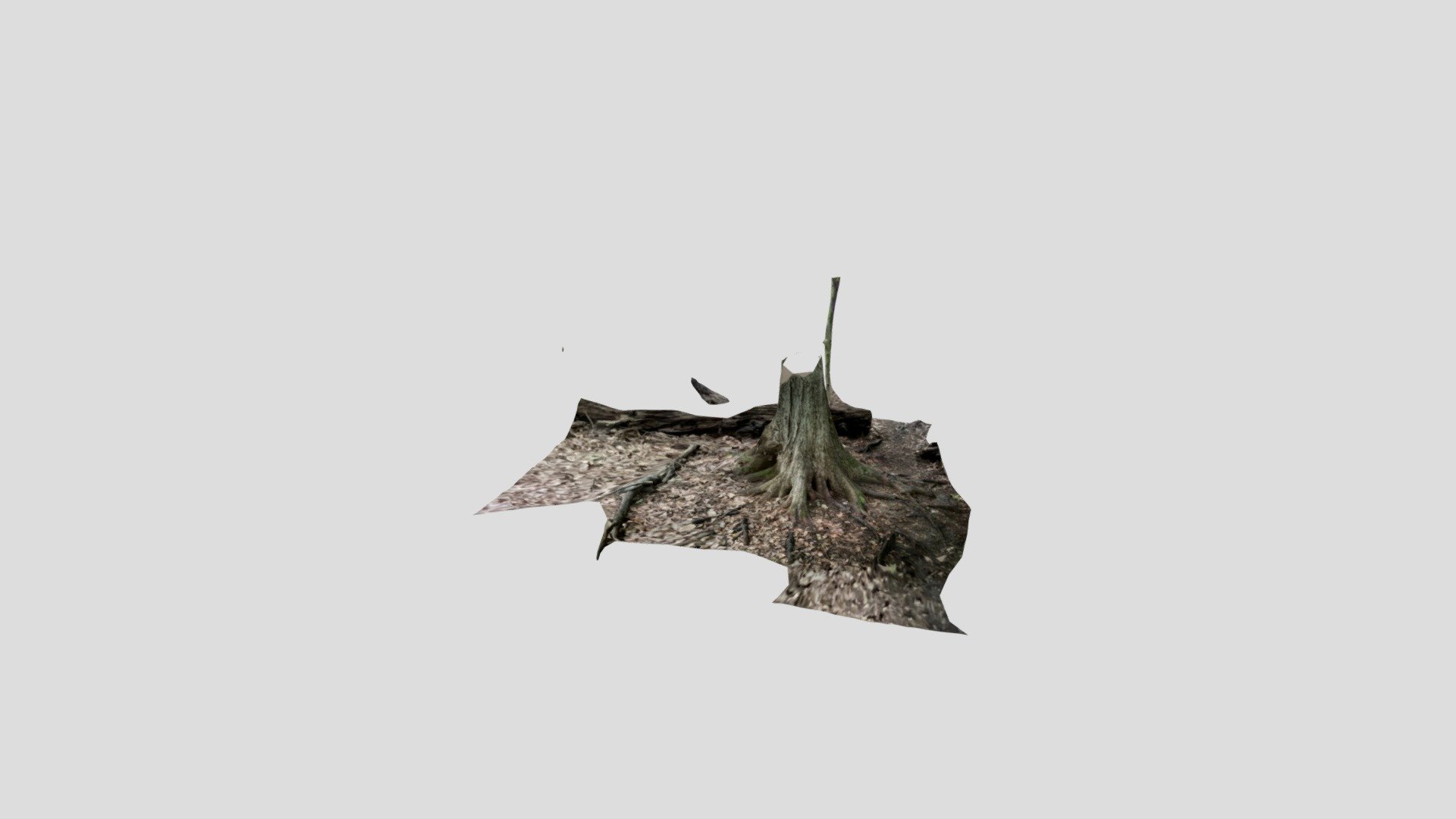 Tree lower half