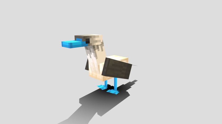 Sula nebouxii 3D Model