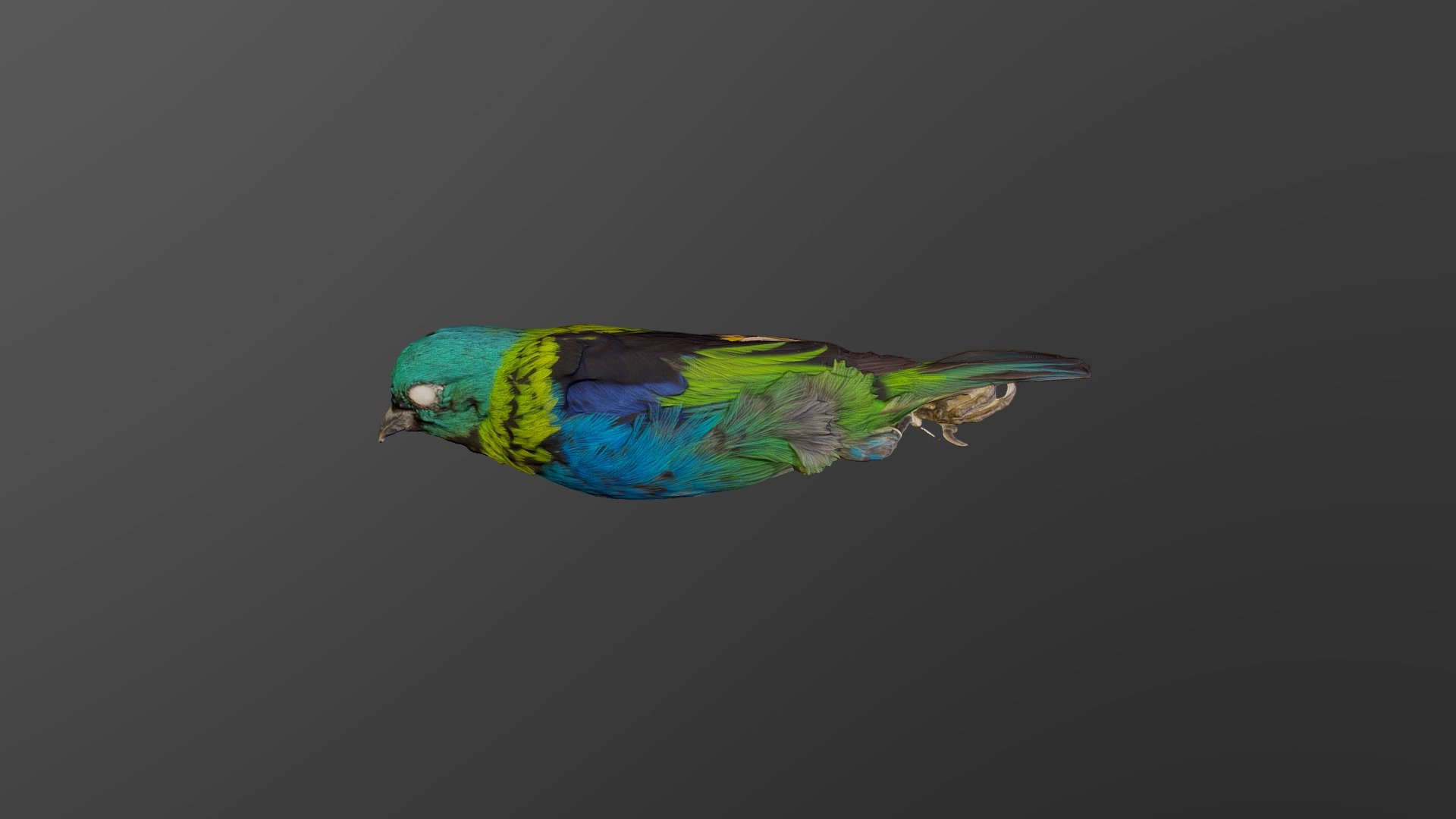 Green Headed Tanager