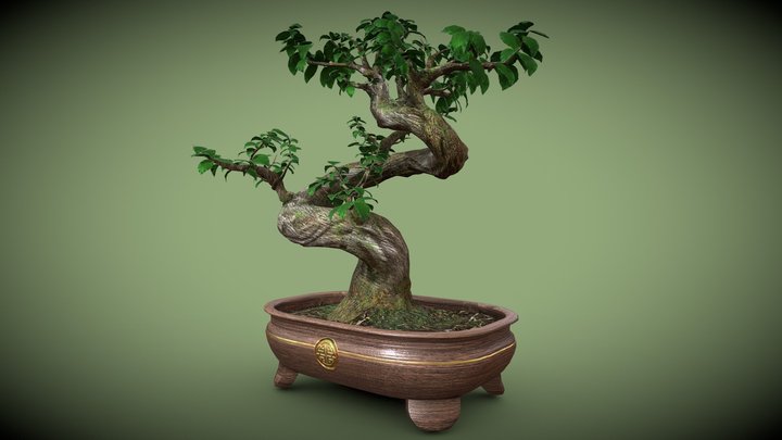 Ficus Bonsai 3D Model