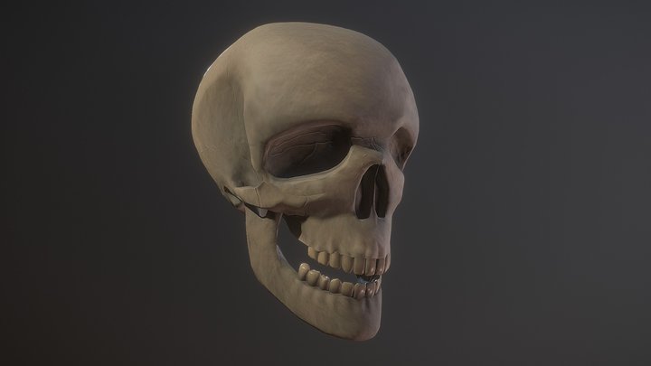 Human Skull - Zbrush Study 3D Model