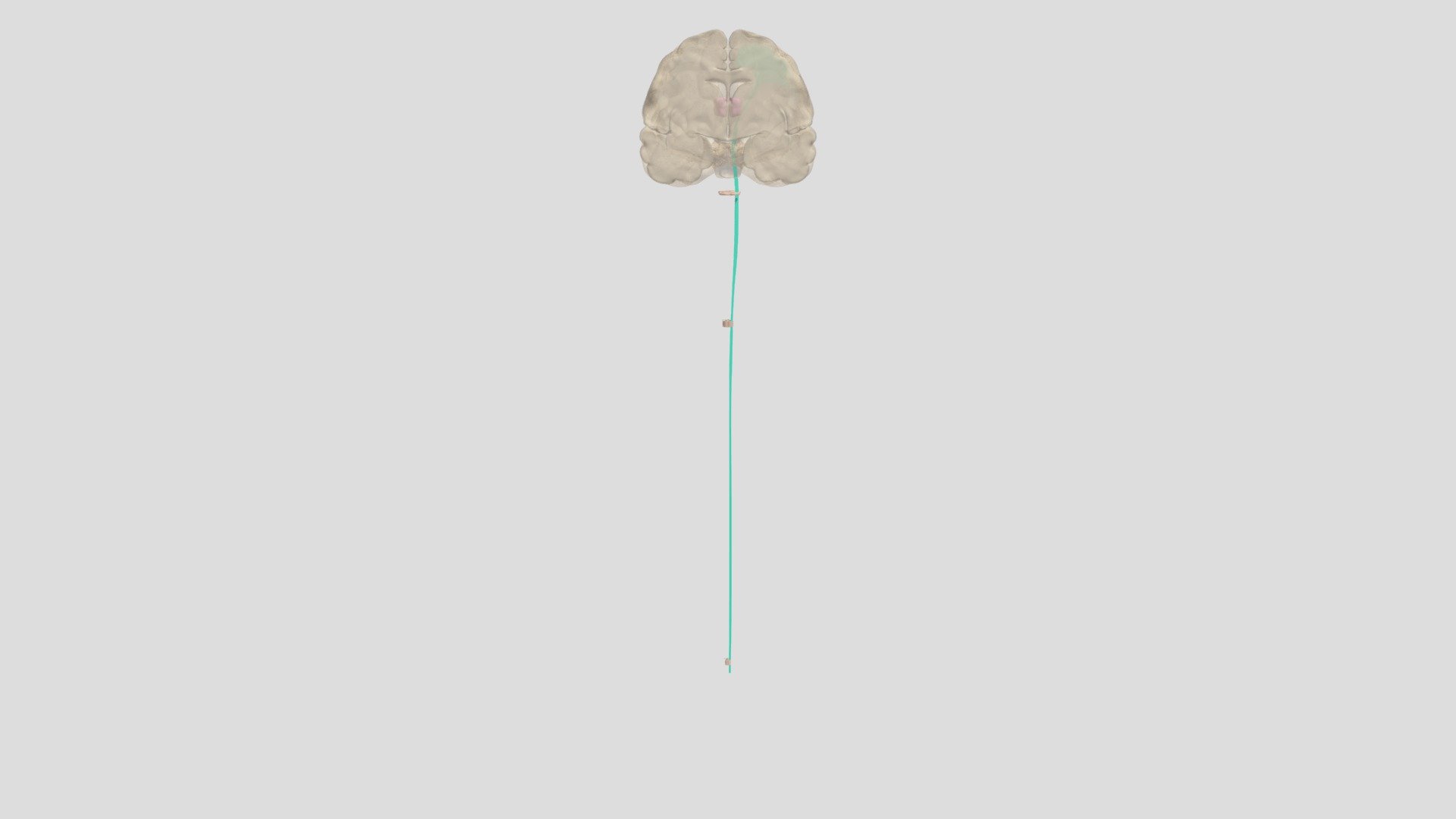 Spinothalamic Tract 3.23.21