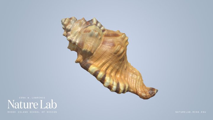 Black-Spotted Triton Shell