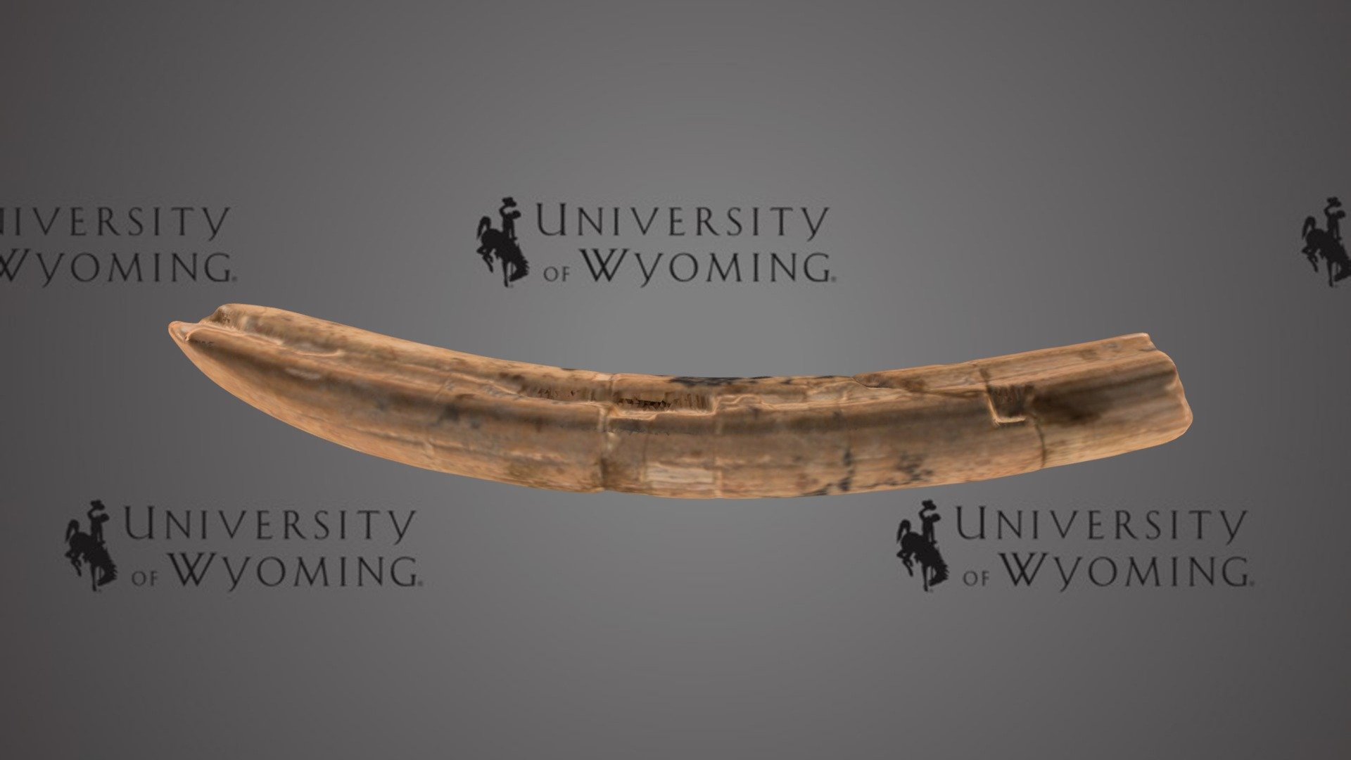 UW 10189 - Proboscidea, Tusk