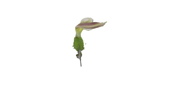 24-canadensis 3D Model