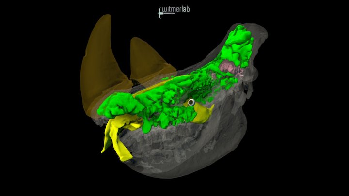 White rhino skull with soft tissues — OUVC 9754 – Modello 3D gratuito STL