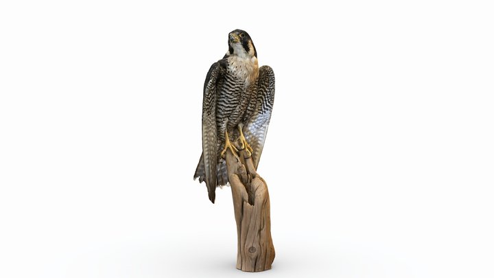 Peregrine Falcon 3D Model