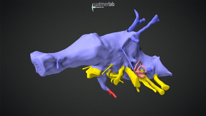 Tyrannosaurus rex - brain endocast - AMNH 5117 – Modello 3D gratuito STL